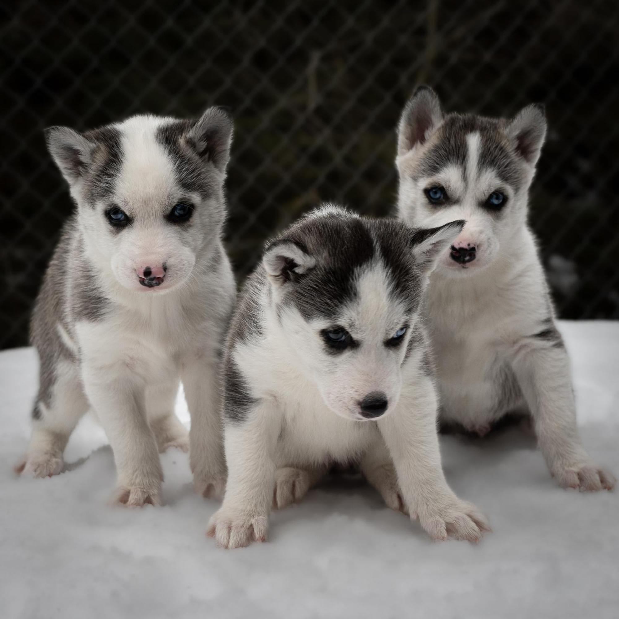 Huettenhotel Husky Lodge Муотаталь Экстерьер фото