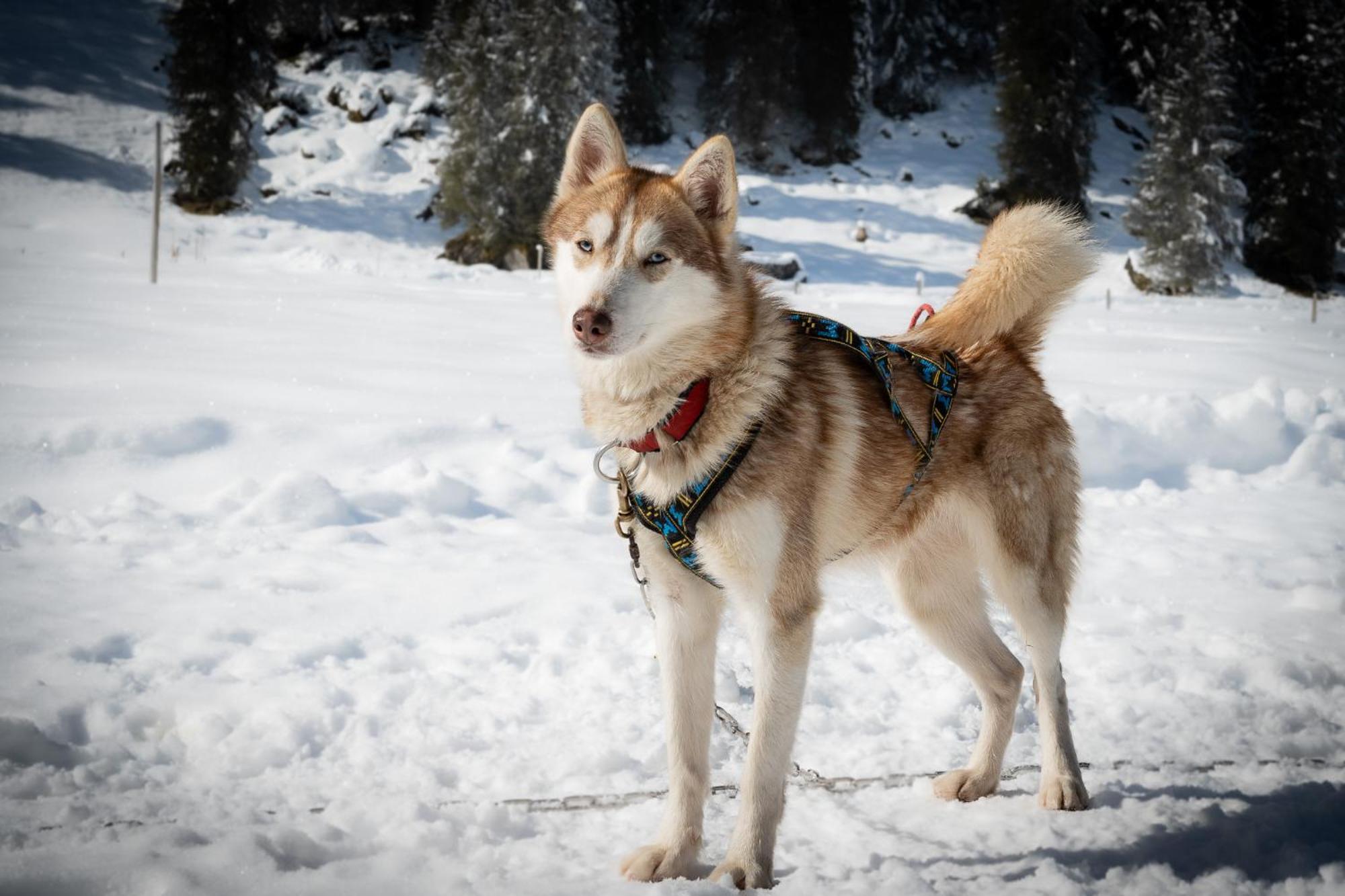 Huettenhotel Husky Lodge Муотаталь Экстерьер фото