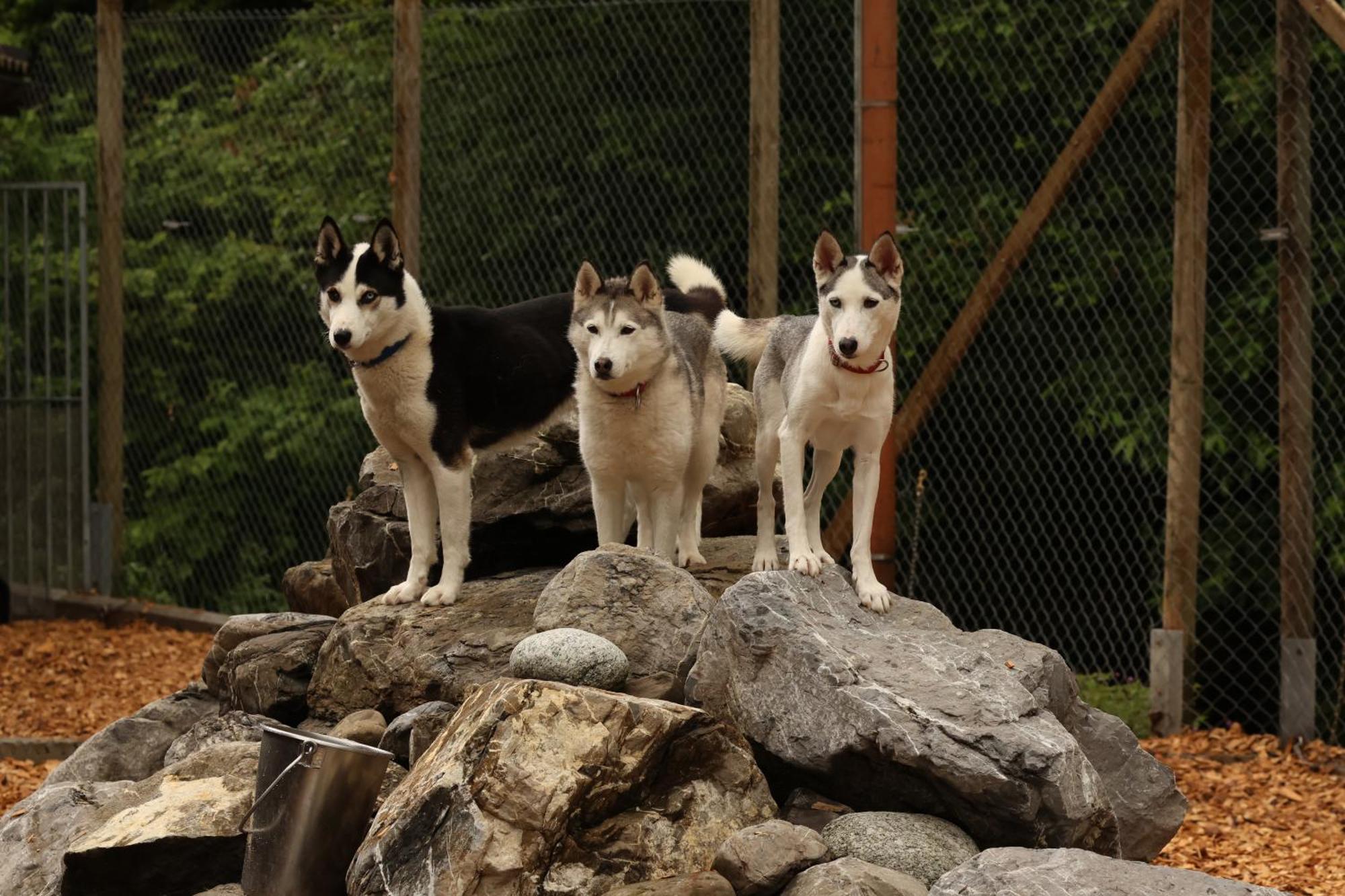 Huettenhotel Husky Lodge Муотаталь Экстерьер фото